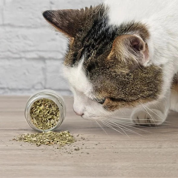 Catnip (3 grams)